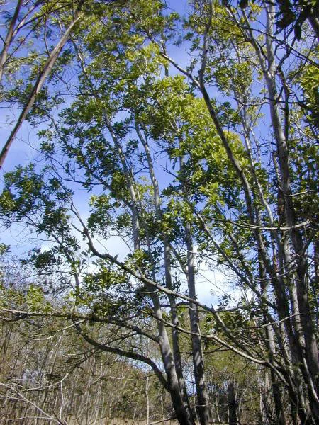 Branching stems and canopy — Acacia mangium