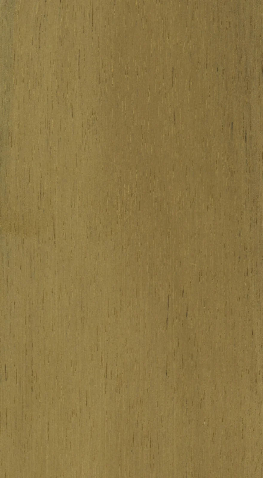 Wood grain on a preserved collection sample labelled Acacia mangium