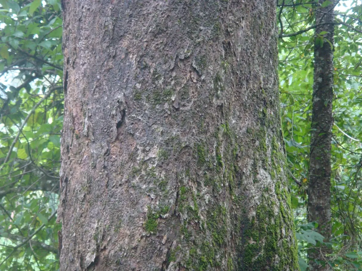 Close view of mature bark — Artocarpus hirsutus