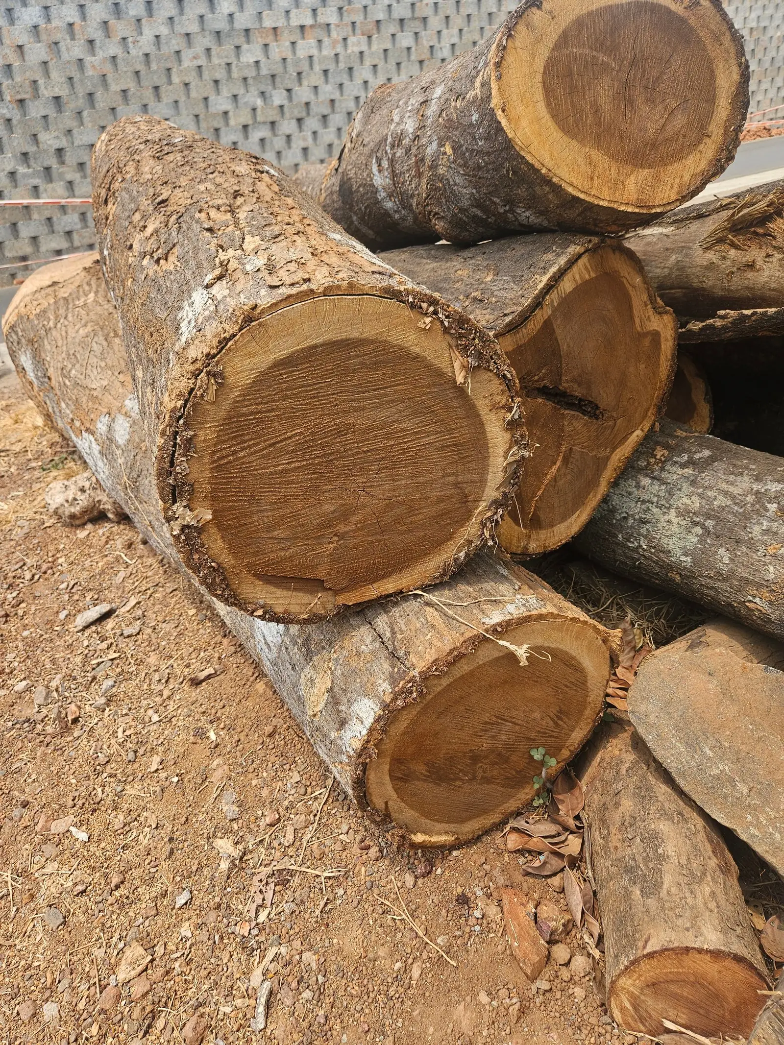 End-grain detail of Artocarpus hirsutus from an identified wood specimen