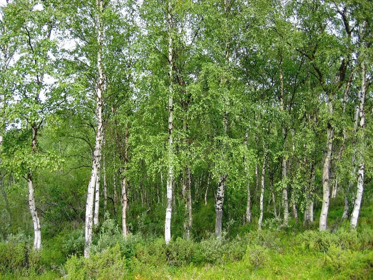 A grove of white-barked birch trees — Betula pendula