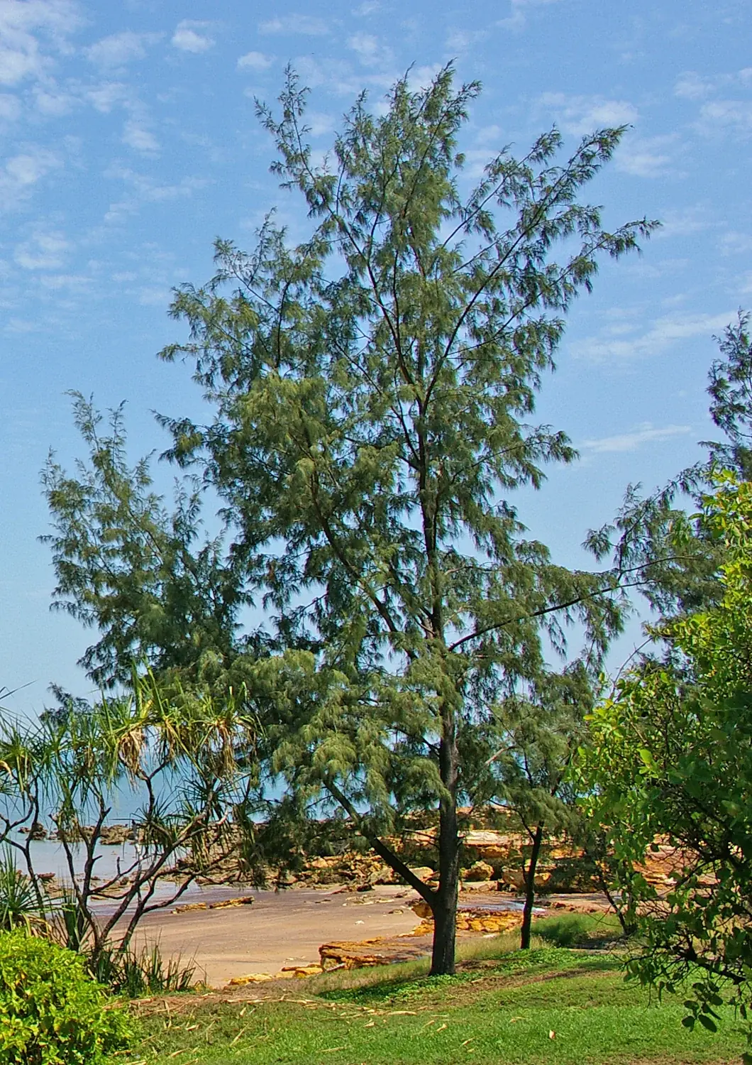 Fine branchlets and a coastal tree crown — Casuarina equisetifolia