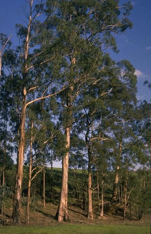 Tall trunks and canopy — Eucalyptus globulus subsp. maidenii