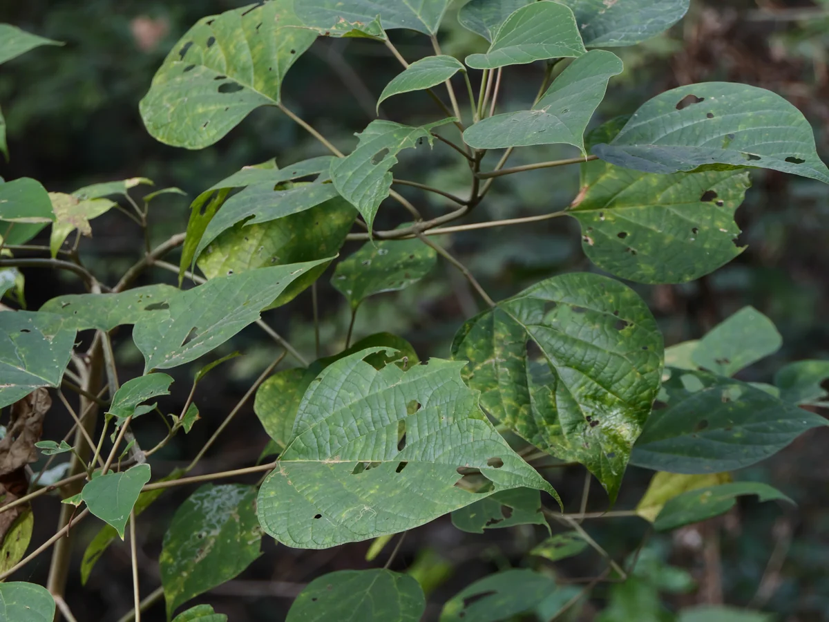 Broad green leaves — Gmelina arborea