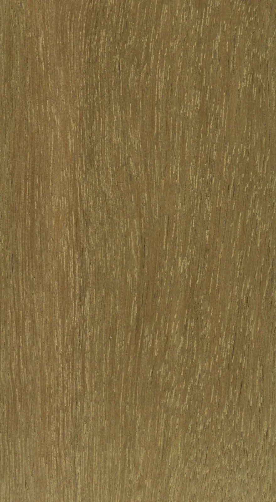 Wood grain on a preserved collection sample labelled Dipterocarpus spp. (keruing group)