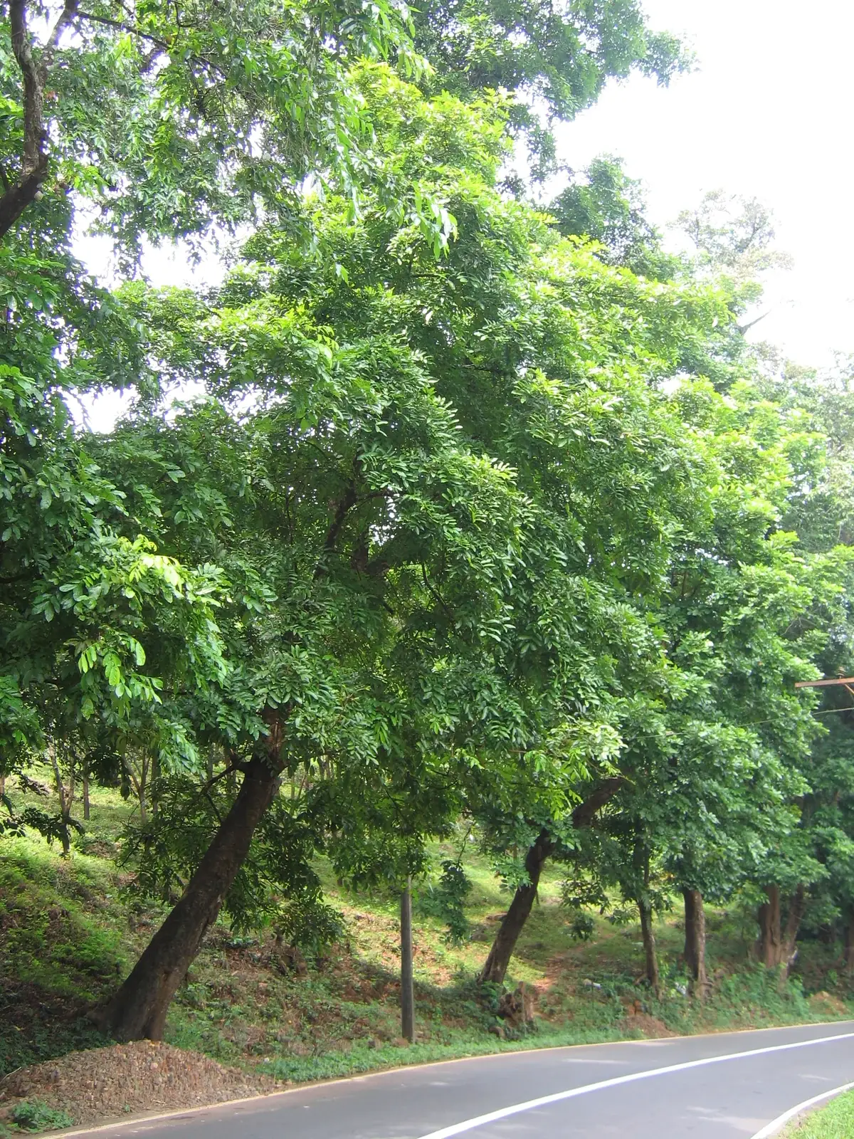 A group of leafy trees — Xylia xylocarpa