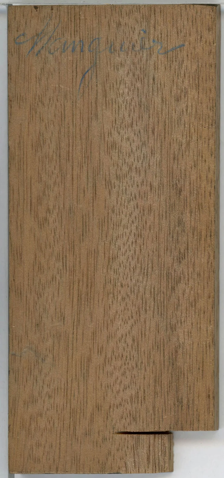 Wood grain on a preserved collection sample labelled Mangifera indica