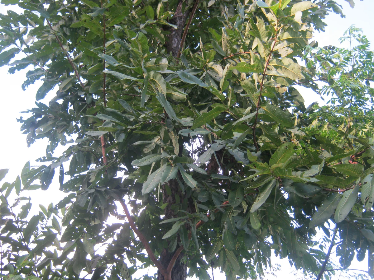Foliage and branchlets — Terminalia elliptica