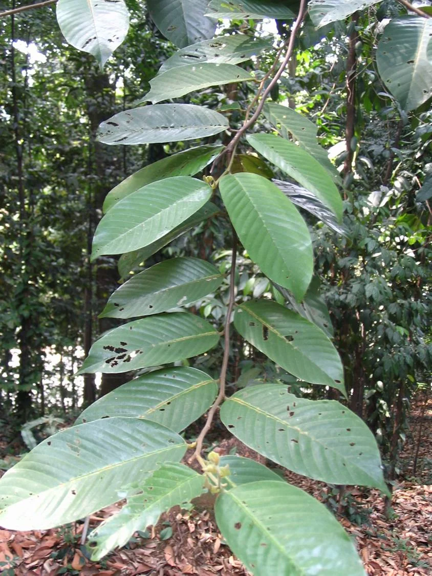 A leafy branch — Shorea leprosula