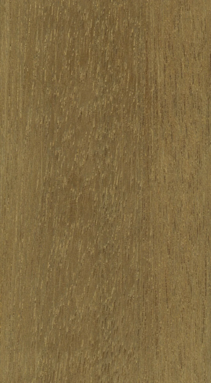 Wood grain on a preserved collection sample labelled Shorea spp. (red meranti group)