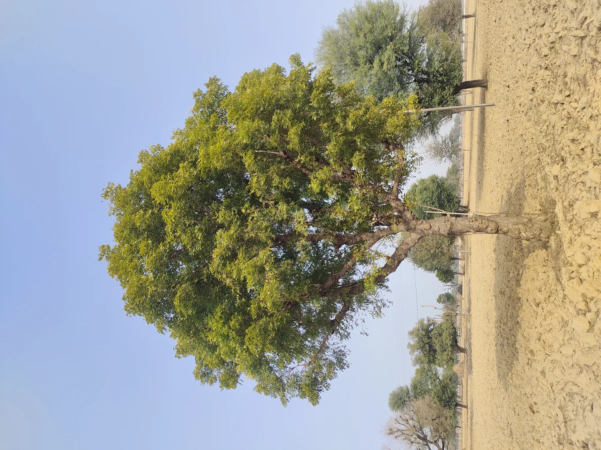 A spreading tree in an open landscape — Azadirachta indica