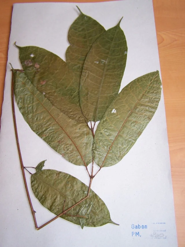 Pressed leaves on a specimen sheet — Aucoumea klaineana