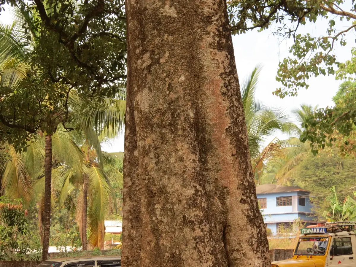Close view of bark — Alstonia scholaris