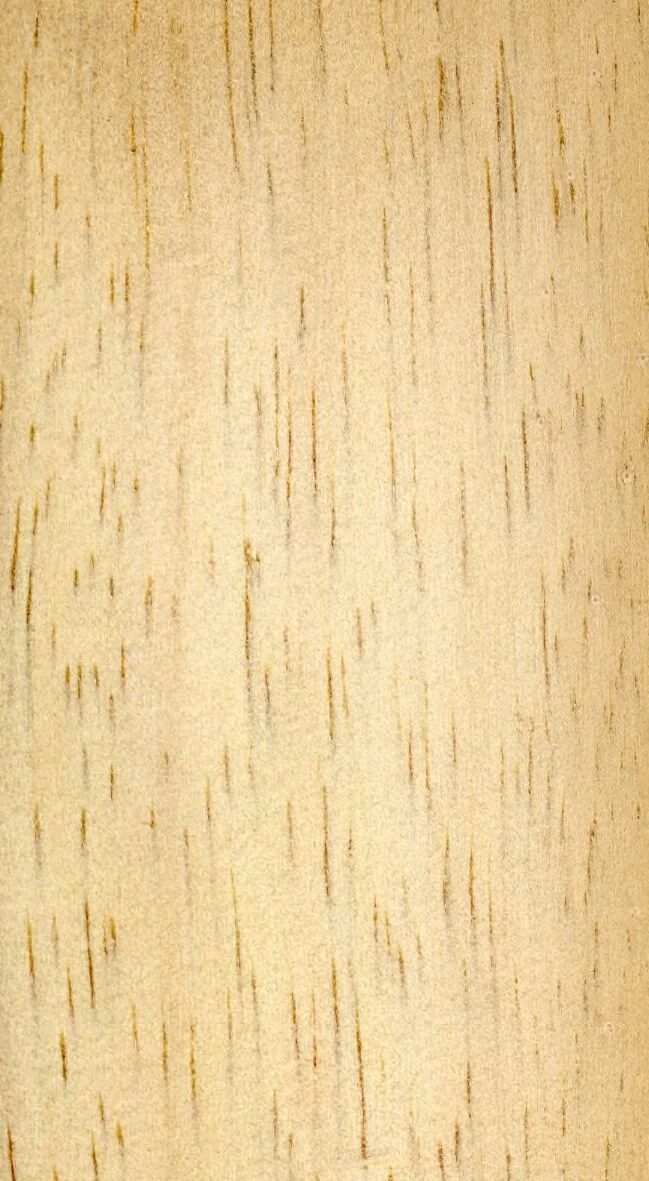 Wood grain on a preserved collection sample labelled Pinus caribaea