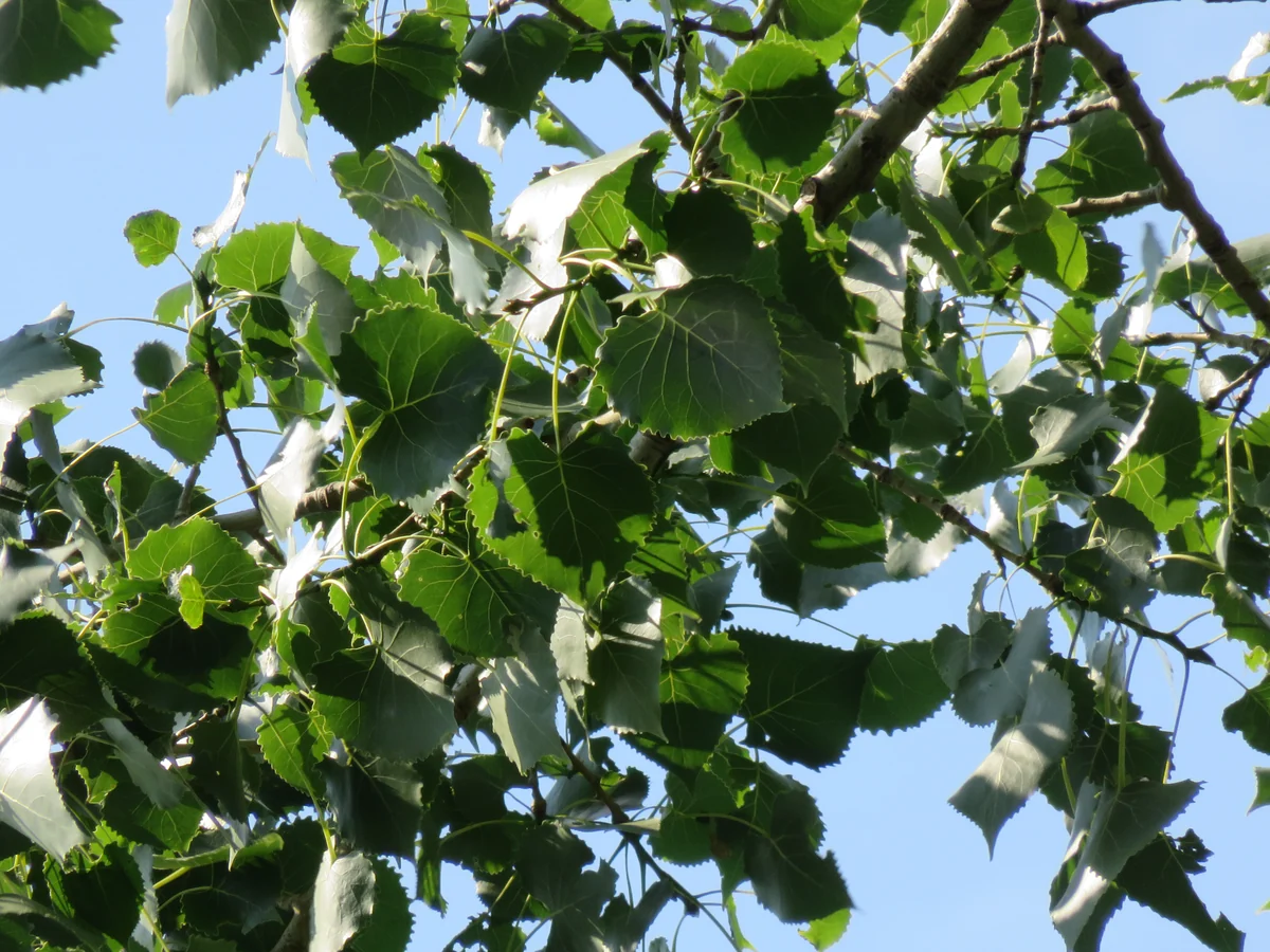 Triangular leaves on a branch — Populus deltoides