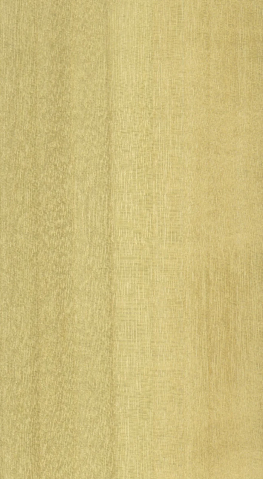 Pale straight grain on a CIRAD wood collection sample identified as the Populus poplar group