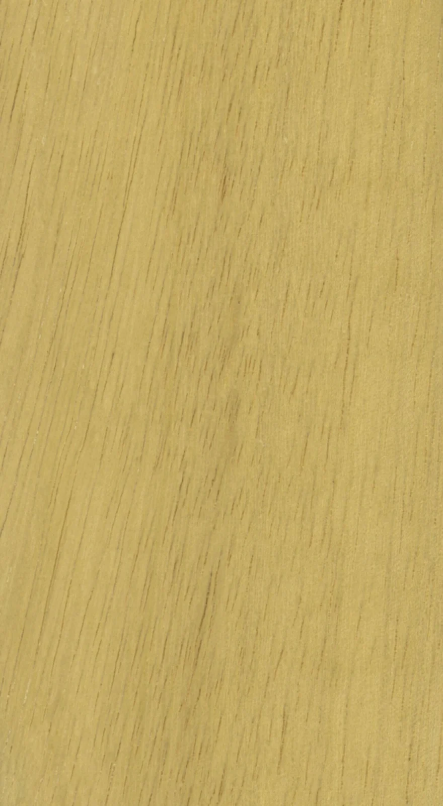 Wood grain on a preserved collection sample labelled Hevea brasiliensis