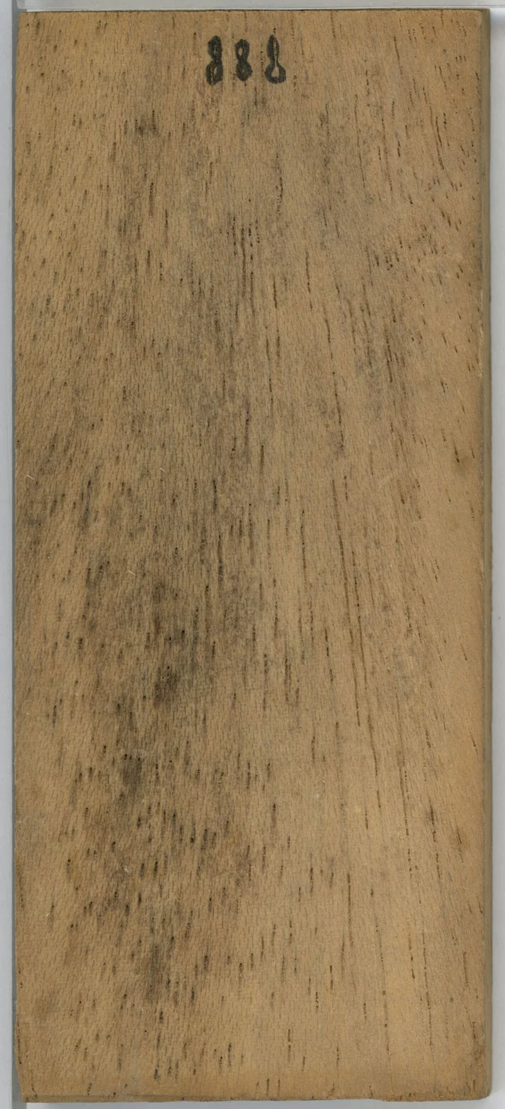 Wood grain on a preserved collection sample labelled Bombax ceiba