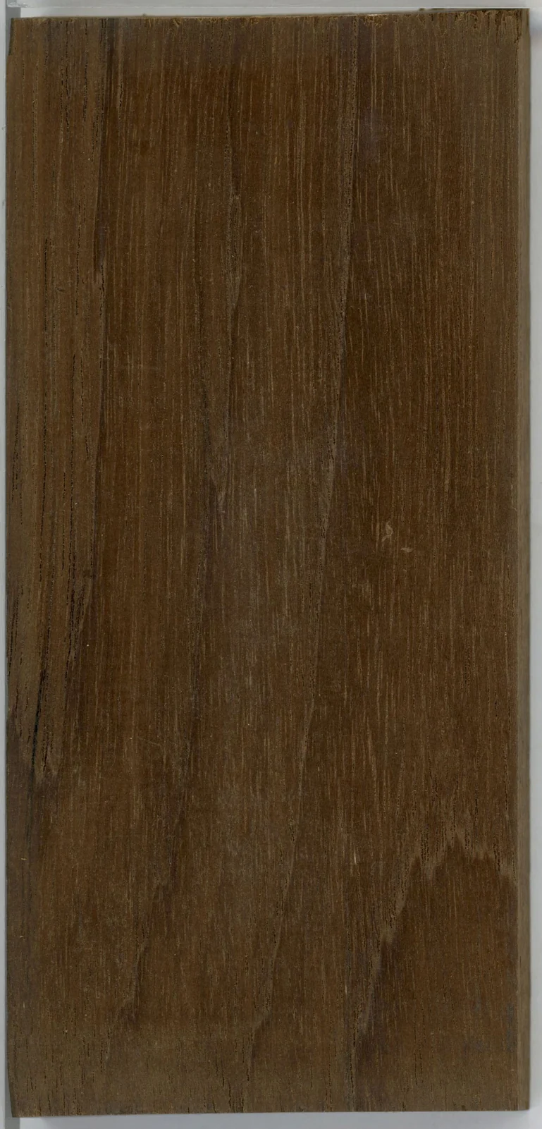 Wood grain on a preserved collection sample labelled Tectona grandis
